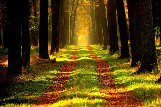Boswachtershuisje huren in Nederland