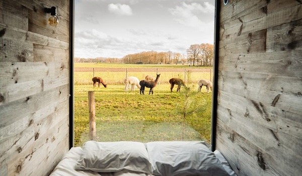 Bijzondere overnachting met alpaca's