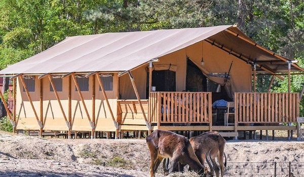 Safaritent op Beekse Bergen