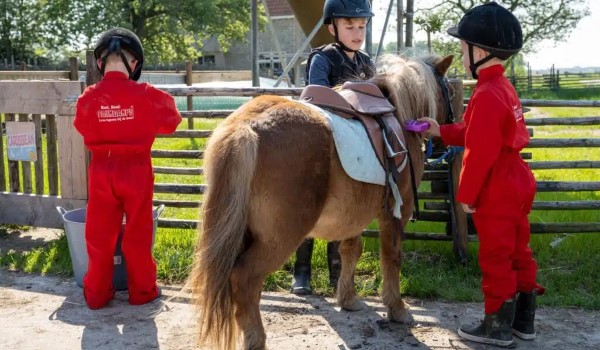 Pony op Camping de Bonte Fries