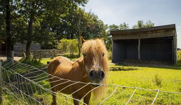 Camping met manege Kalverweide