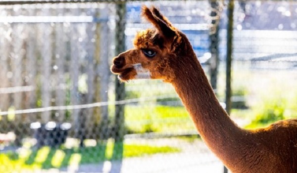 Kinderboerderij op camping 