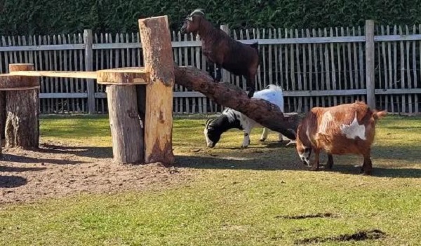Kinderboerderij met geitjes op camping