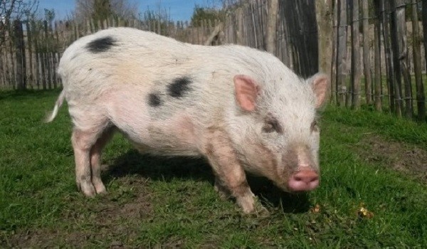 Kinderboerderij op camping International