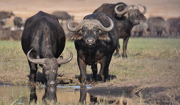 Afrikaanse Buffel