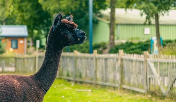 Alpaca op Europarcs Zuiderzee
