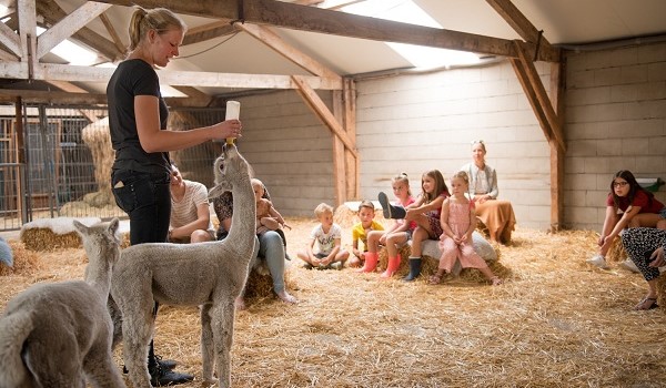 Alpacaboerderij Vorstenbosch 
