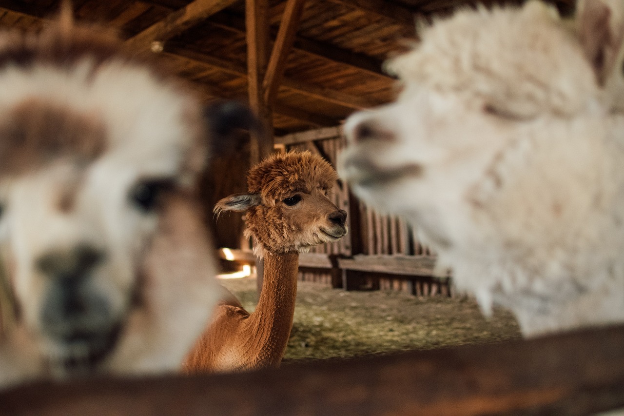 10x alpacaboerderij: overnachten met alpaca’s!