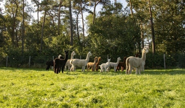 Alpaca's in Mariahout in de Hei