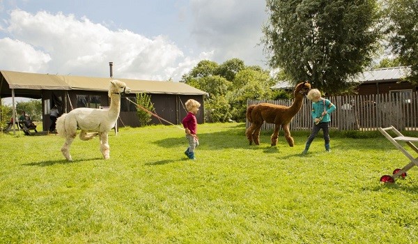 Alpaca's op Hoeve de Betuwe