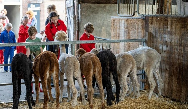 Alpaca's op Camping de Bosrand