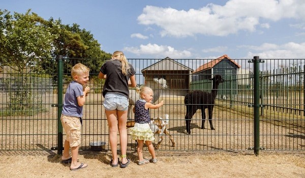 RCN de Flaasbloem met alpacaweide
