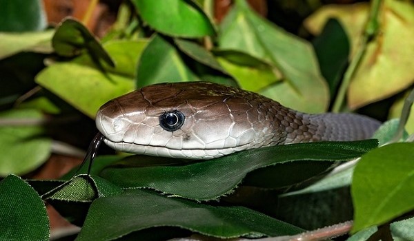 Zwarte Mamba in Afrika