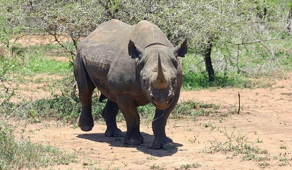 Zwarte neushoorn in Afrika