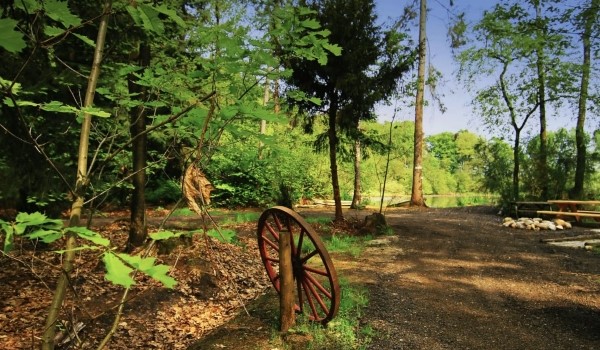 Pipowagen in Drenthe in het bos omgeving